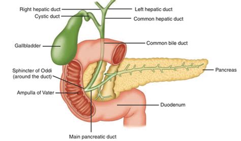 Pancreas Vascular And Ductal Anatomy Flashcards Quizlet