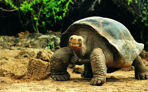 Después De 100 Años Nacen Tortugas En Galápagos