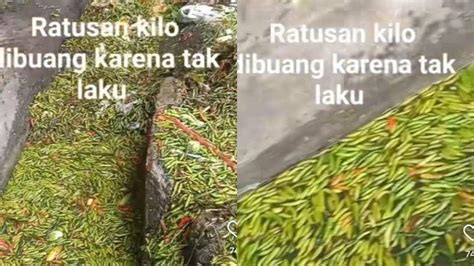 Viral Video Penampakan Ratusan Kilo Cabai Dibuang Diselokan Terkuak