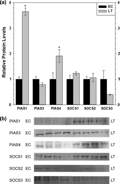 Relative Levels Of Pias And Socs Proteins In 13 Lined Ground Squirrel