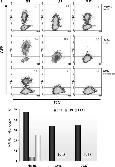 Gfp Expression In Transduced Human Haematopoietic Cell Lines Cell