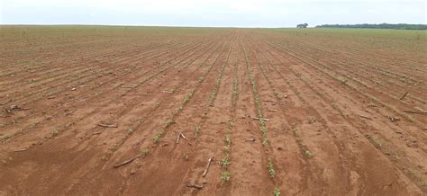 Fazenda Tima Para Lavoura A Venda Em Mato Grosso Fazendas Mato Grosso