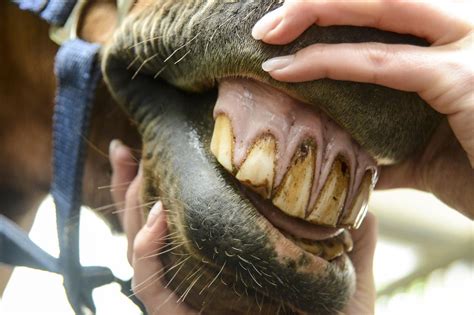 Eotrh In Horses Equine Odontoclastic Tooth Resorption And