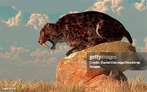 Cloning Sabre Toothed Tiger