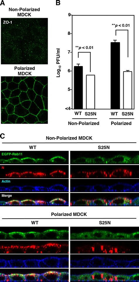 Rab Mediated Transport Of Vrnp Is Dependent On Cell Polarity A