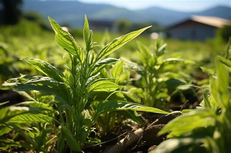 Premium Photo | Sesame Plant Farmland Growth of Sesame on Cultivated Fields