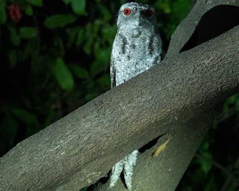 Cairns Night Walk In Cairns Botanic Gardens GetYourGuide