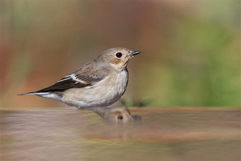 Gobe Mouche Noir Femelle Marco Steinmetz Flickr