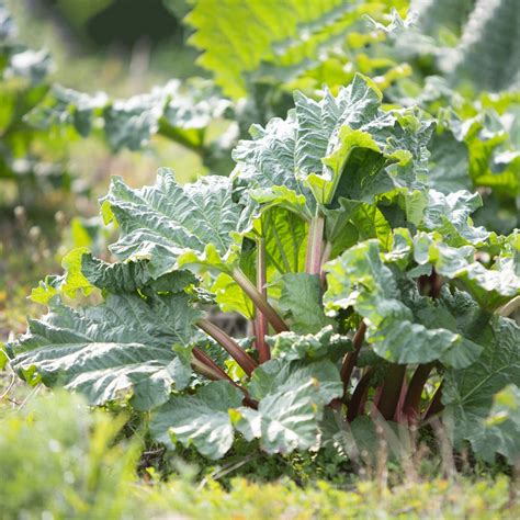 Gemeiner Rhabarber Rheum Rhabarbarum PictureThis