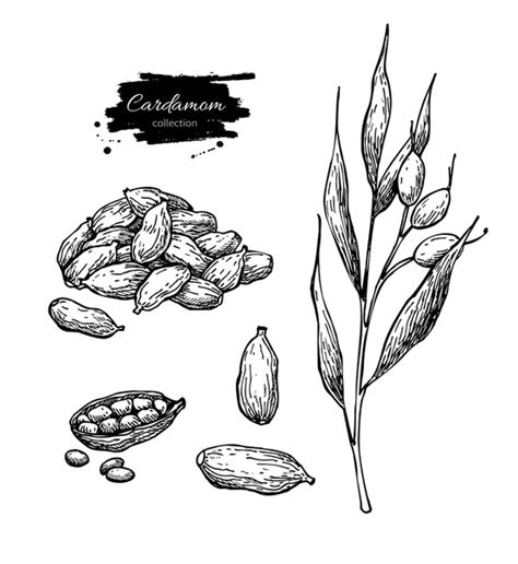 9+ Hundred Cardamom Engraving Illustration Royalty-Free Images, Stock ...