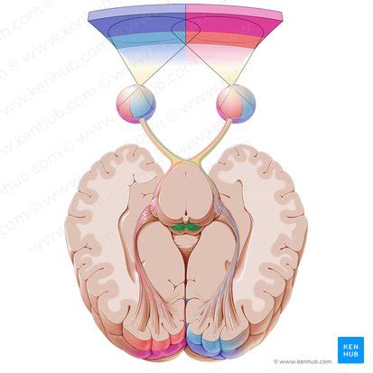 Superior colliculus: Anatomy and function | Kenhub