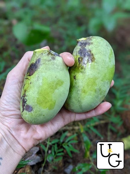 Foraging Paw Paws Unruly Gardening