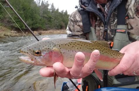 Spinner Fishing For Trout Best Tactics And Tips From Guides