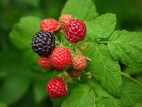 Download A Bunch Of Raspberries | Wallpapers.com