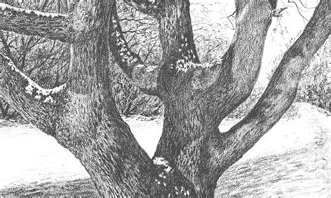 Tree Trunk Drawings In Pencil