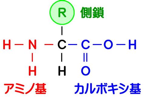 1 アミノ酸の基本構造を描け。ただし側鎖は「r」とする。