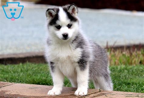 Jax Pomsky Puppy For Sale Keystone Puppies Pomsky Puppies