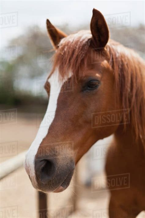 Close Up Of Horses Face Stock Photo Dissolve