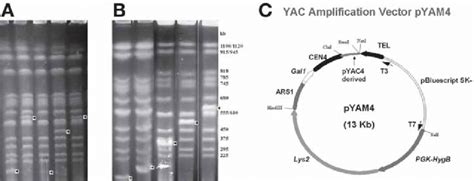 Yeast Artificial Chromosome Yac Amplification A Shows Unamplified