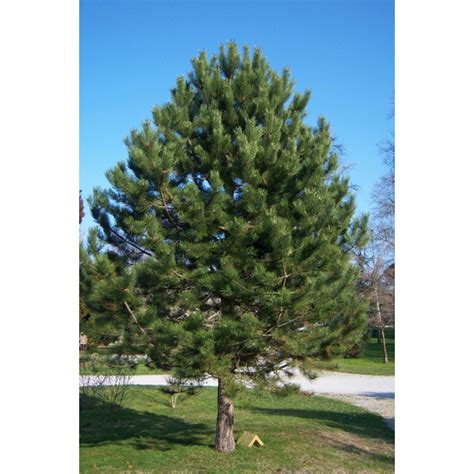 Pinus Nigra Var Austriaca Rni Bor Drevesnica Kurbus Star E