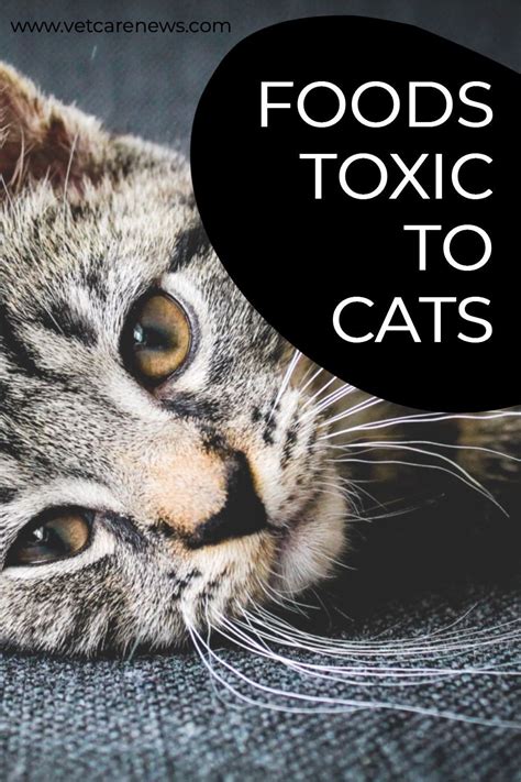 6 Types Of Foods Toxic To Cats Cat Care Tips From A Vet Artofit