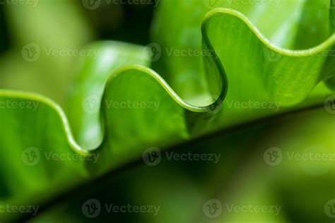 pattern  leaf edges  stock photo  vecteezy