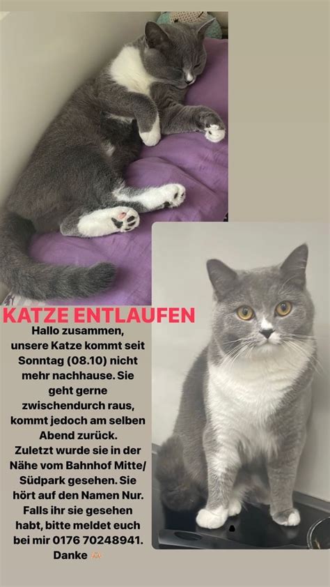 Vermisst Katze Grau Wei Tierheim Solingen