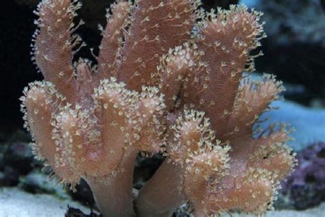 Devil's Hand Leather Coral For Sale (Lobophytum sp.). TOP Care facts ...