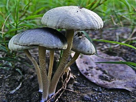 Shroomery - Panaeolus cyanescens