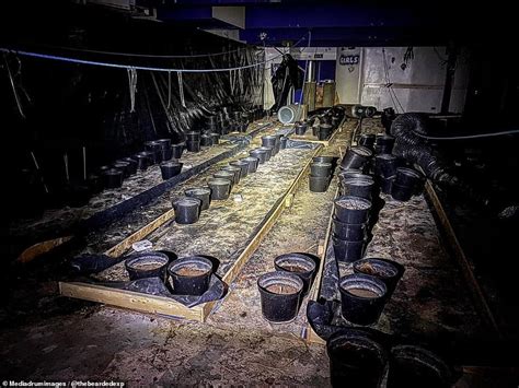 Urban Explorer Discovers Remains Of Cannabis Farm Inside Abandoned Gloucester Nightclub Daily