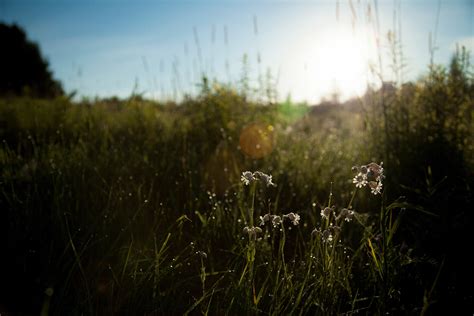 Free Images Landscape Tree Nature Forest Light Cloud Plant Sky