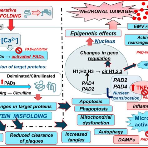 Mechanisms Of PADs In CNS Injury And Neurodegenerative Pathologies And