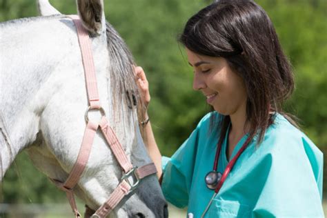 What You Should Know About Cancer In Horses Horses And Foals