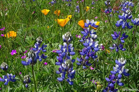 California Native Plants With Names