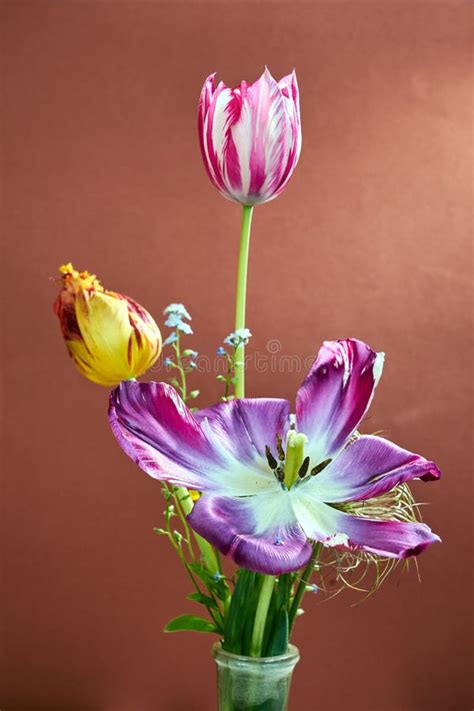 Vaso Di Vetro Con I Tulipani Rosa Immagine Stock Immagine Di