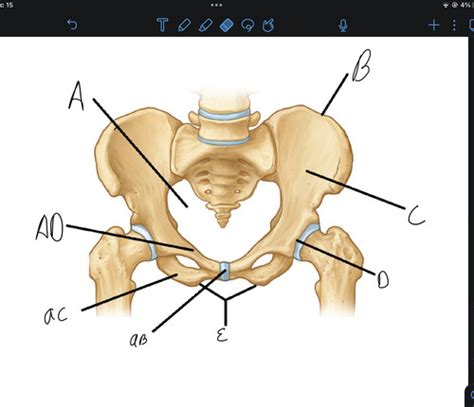 Anatomy Of The Female Pelvis And Perineum Flashcards Quizlet