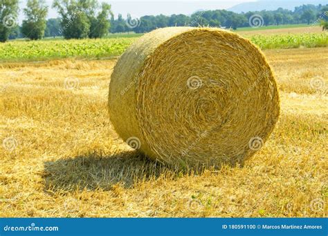 Agriculture Round Hay Bales On An Alfalfa Field Stock Photo Image