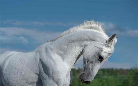 97+ Arabian Horse Names - For Mares & Geldings - Equine Desire