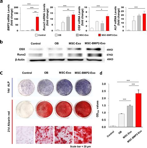 Msc Bmp2 Exo Promoted Osteogenic Differentiation Of Recipient Hmscs In