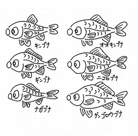 【分類学】フナの分類について加福氏の意見 Theフナ