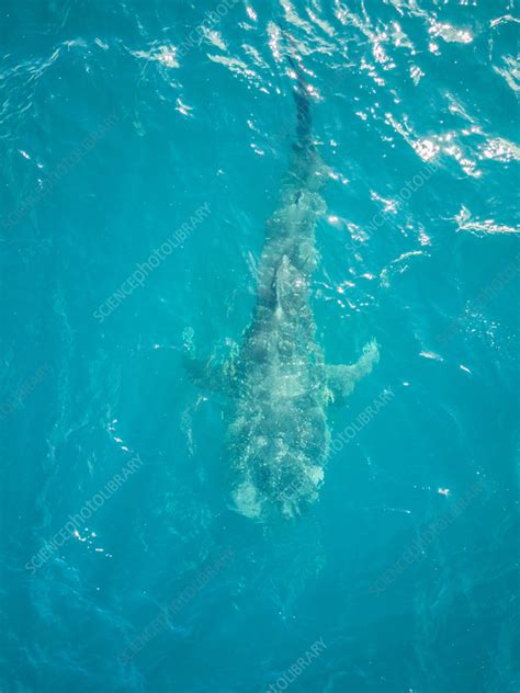 Aerial View Of A Whale Sharks On Mafia Island Tanzania Stock Image