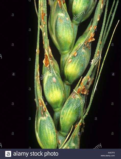 Stem Rust Fungus High Resolution Stock Photography And Images Alamy