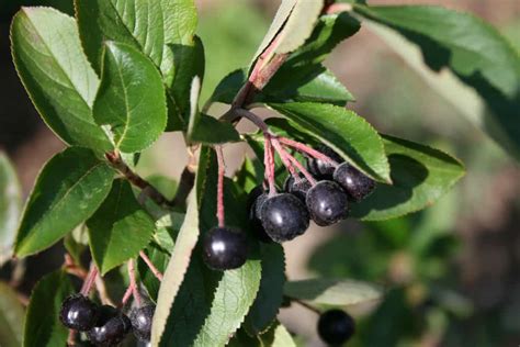 How To Grow Aronia Berries Chokeberry A Superfruit Gardening Channel