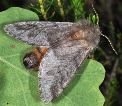 Lutte Cologique Contre La Chenille Processionnaire Du Pin