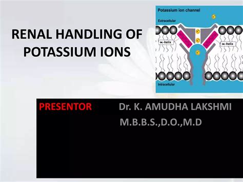 Renal Handling Of Potassium Ions Ppt