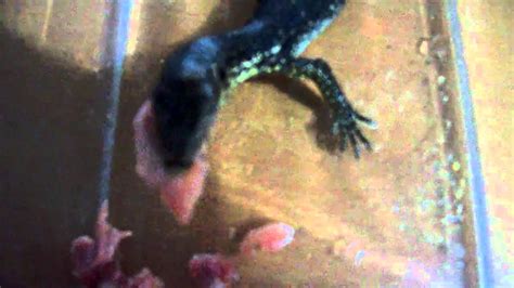 Baby Monitor Lizard Feeding 011511 Youtube