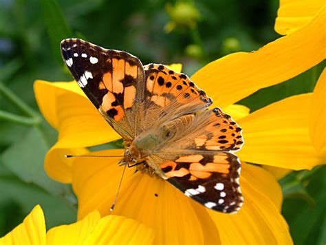 orange butterfly Free Photo Download | FreeImages