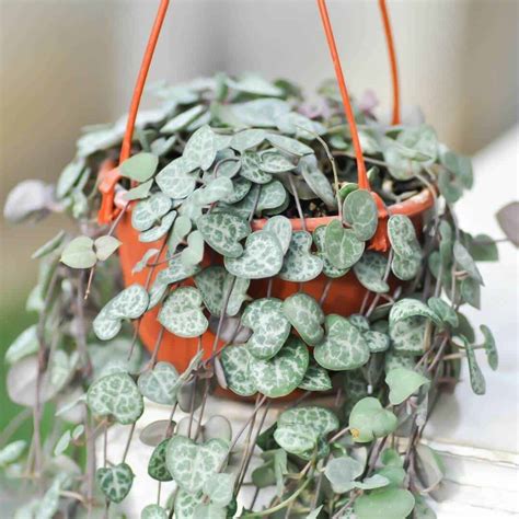 String of Hearts Care Guide: How to Help This Gorgeous Plant Thrive ...