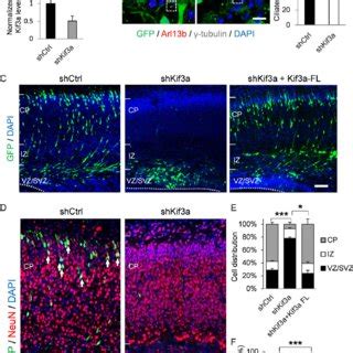 Kif3a Knockdown Disrupts Primary Cilia And Delays Neuronal Migration