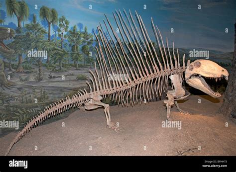 Squelette Du Permien Dimetrodon Mus E Royal Tyrrell Drumheller